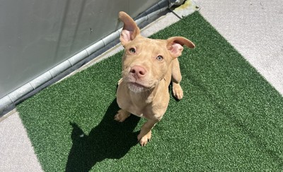 Jasper - Medium Cross Breed