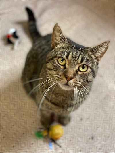 Pete - Domestic Short Hair