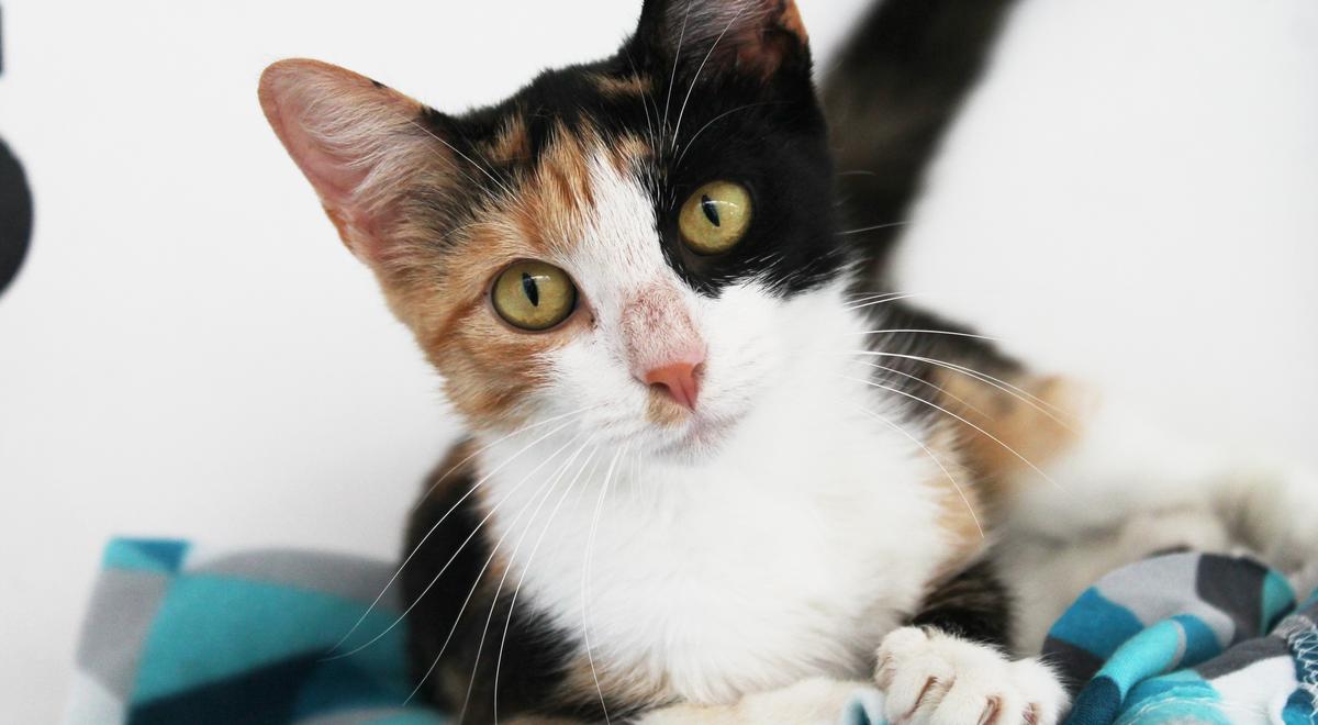 Balclutha Vet Partnership - VetSouth Balclutha