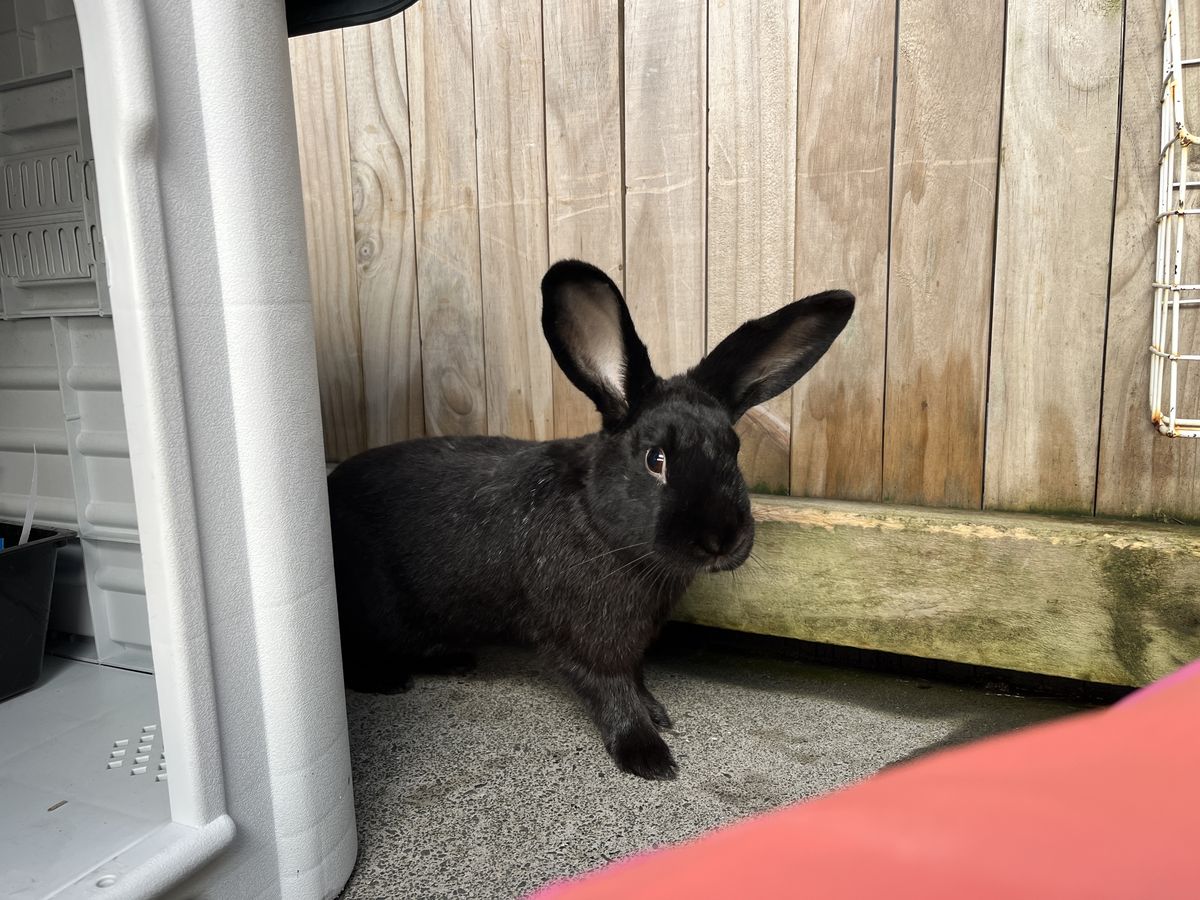 Gallery image: Moonshine