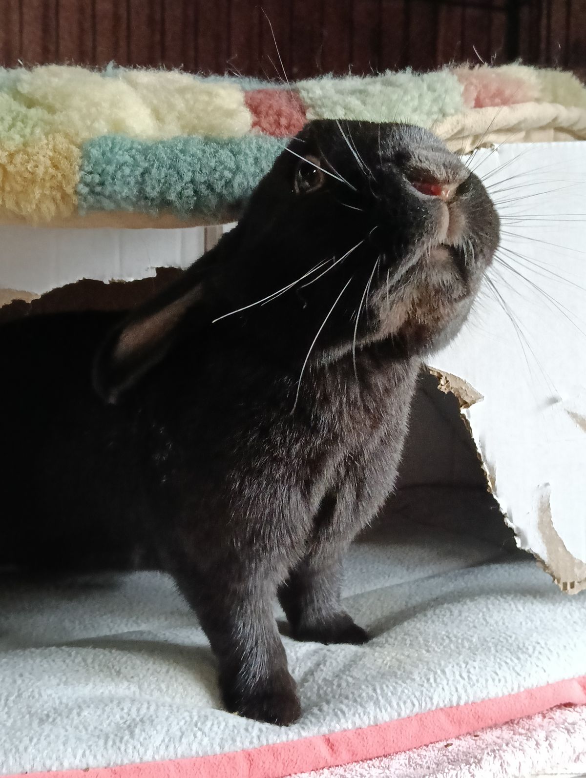 Gallery image: Moonshine