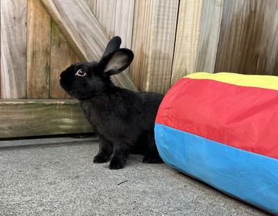 Moonshine - Flemish Giant