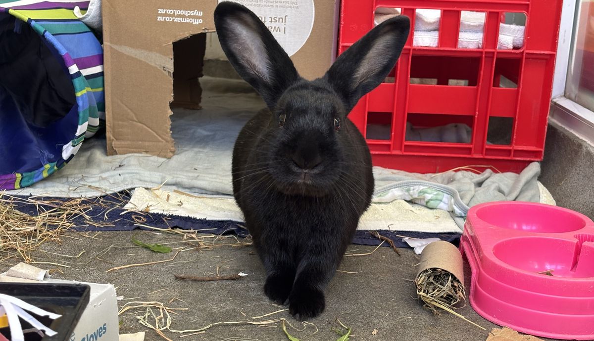 Gallery image: Moonshine