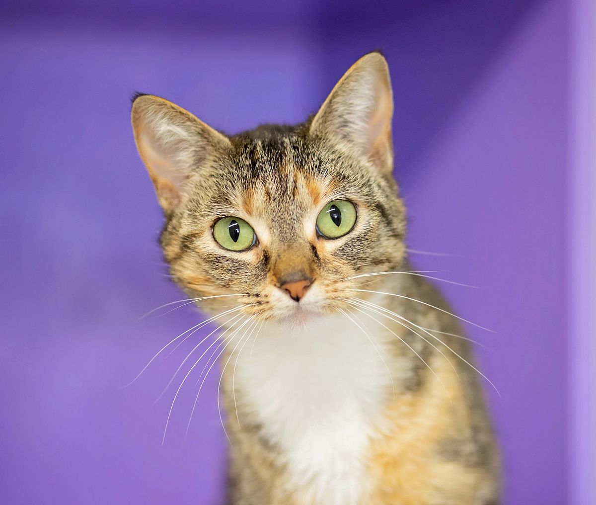 Gallery image: Glinda