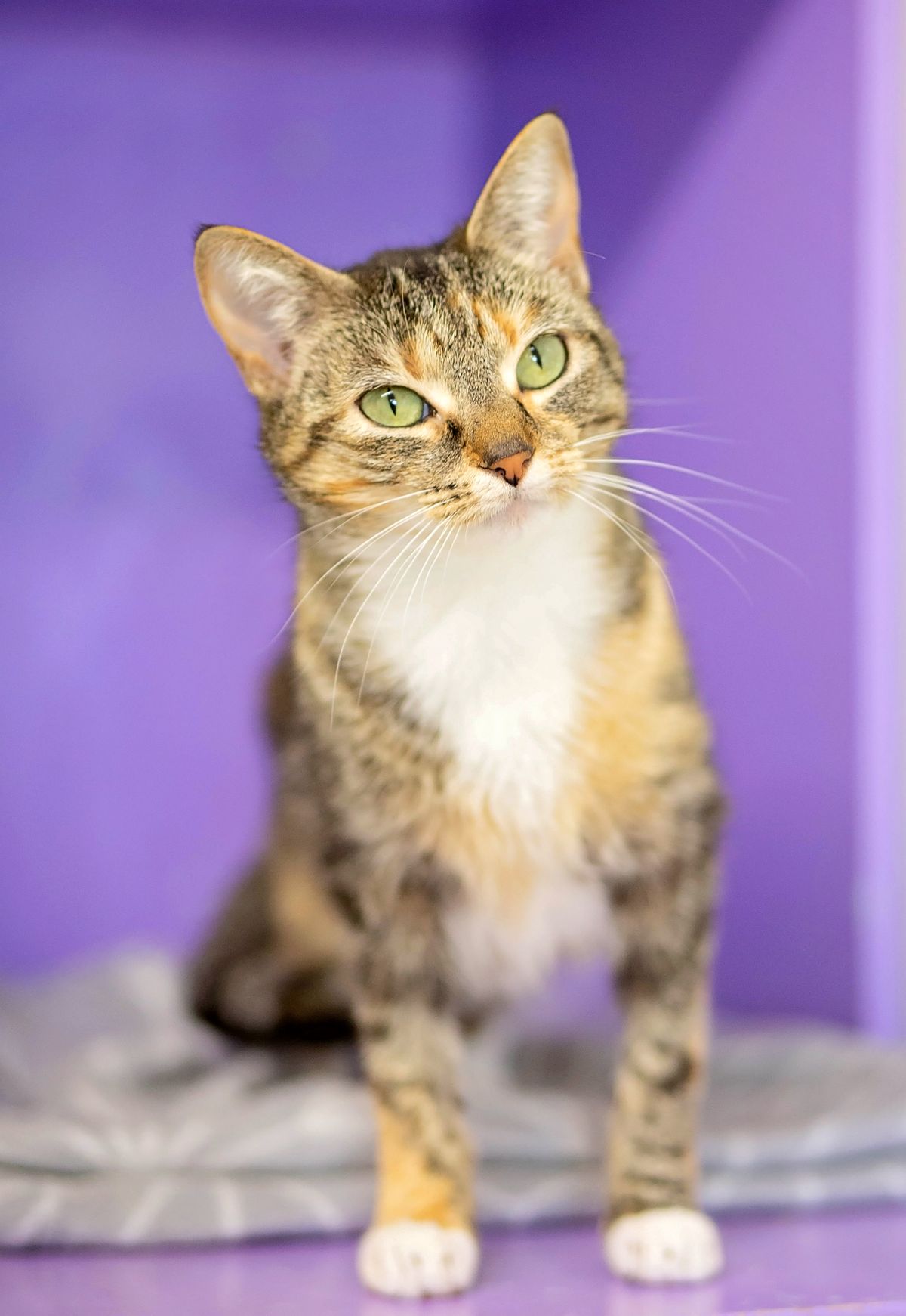 Gallery image: Glinda