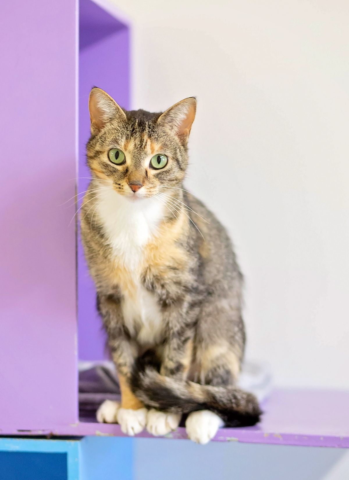 Gallery image: Glinda