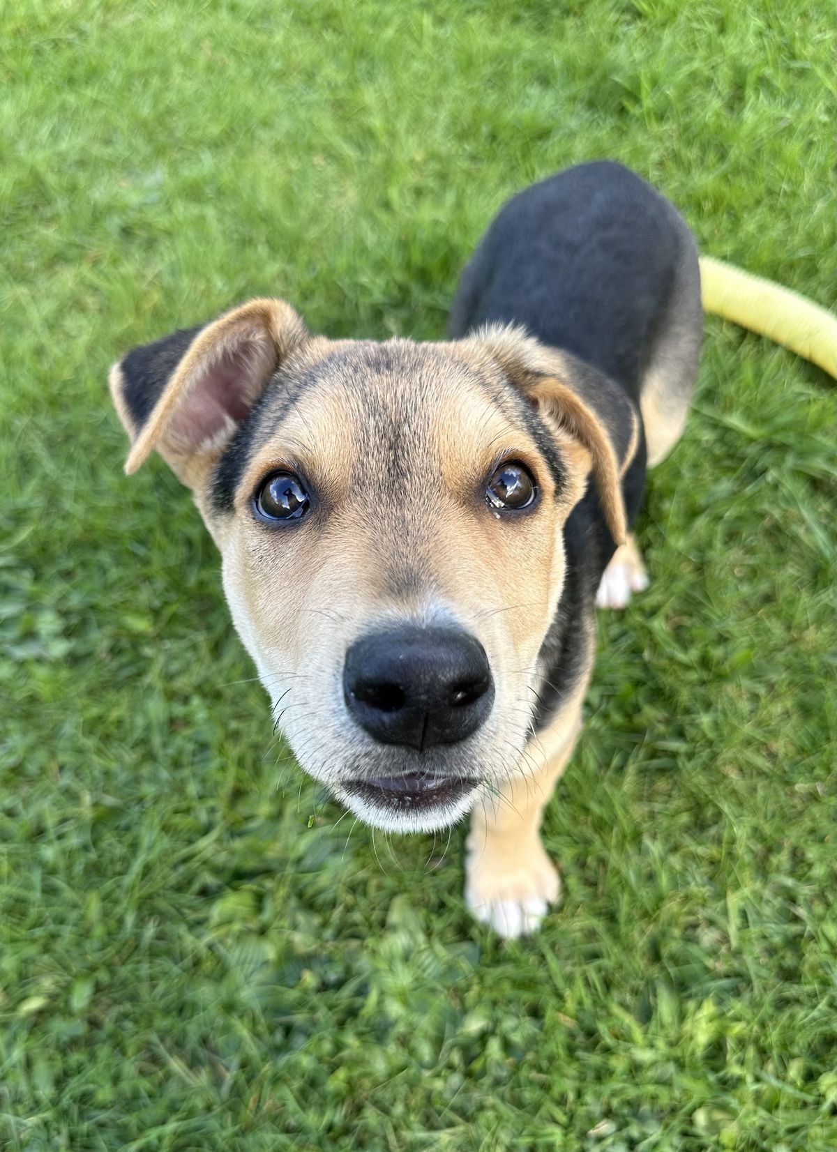 Gallery image: Pickle