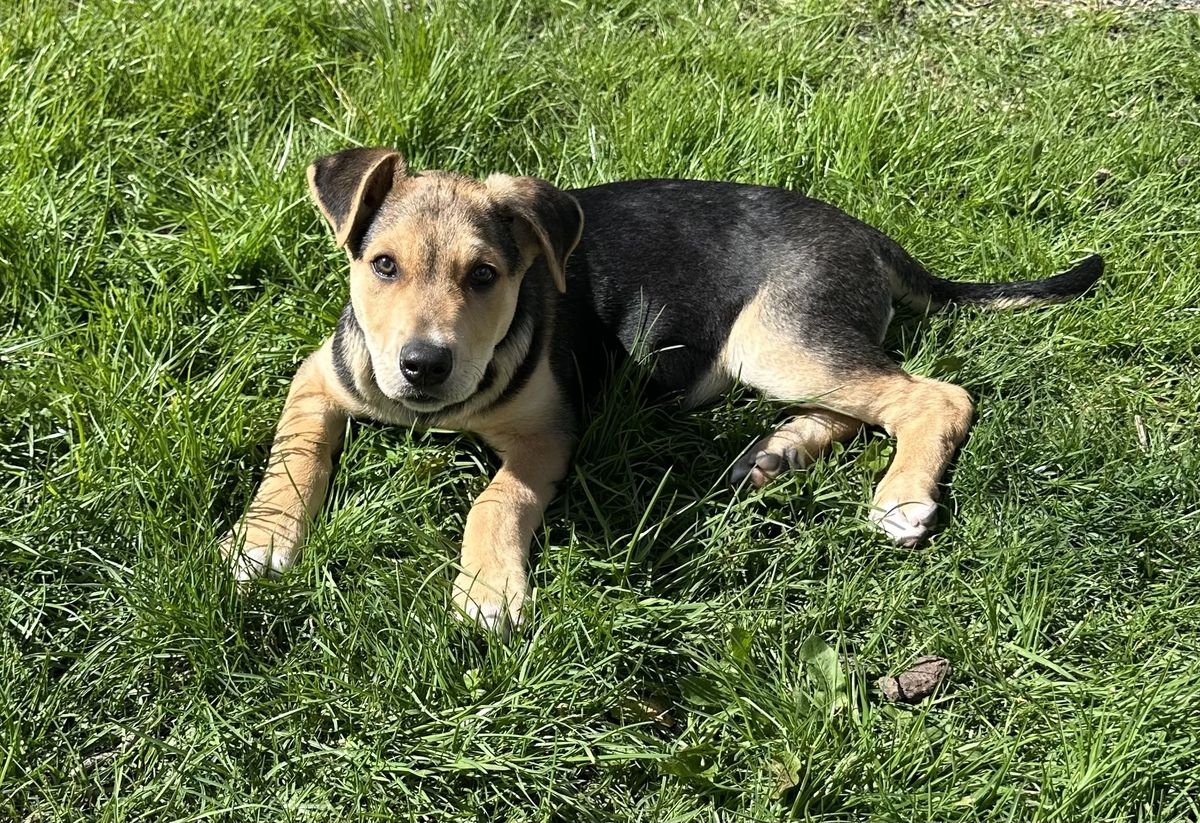 Gallery image: Pickle