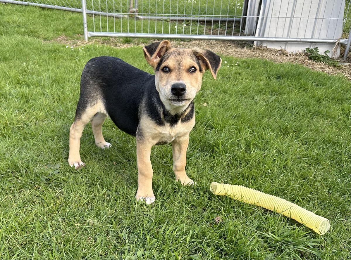 Gallery image: Pickle