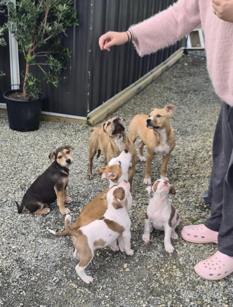 Gallery image: Pickle