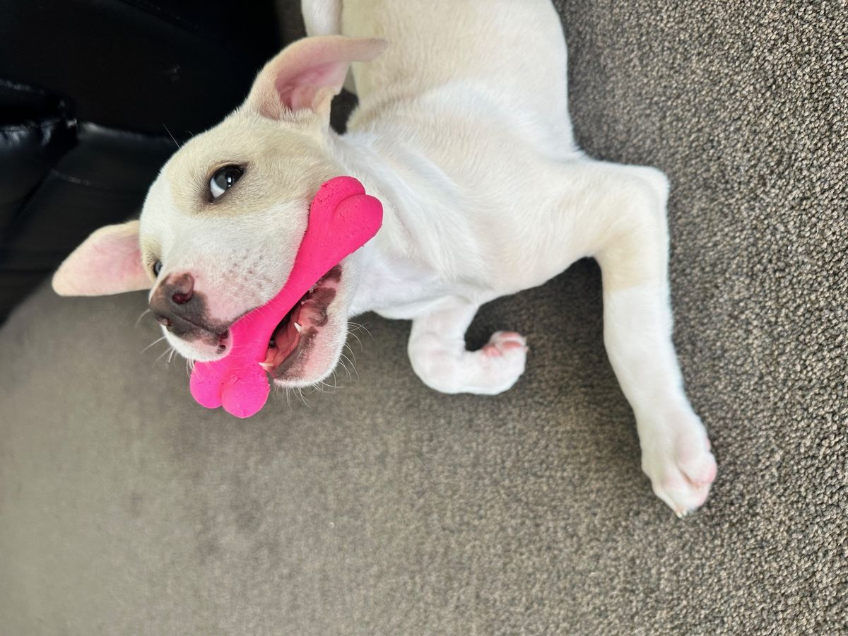 Gallery image: Phoebe