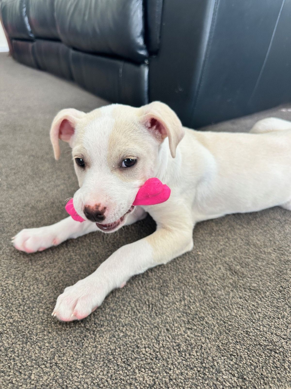 Gallery image: Phoebe