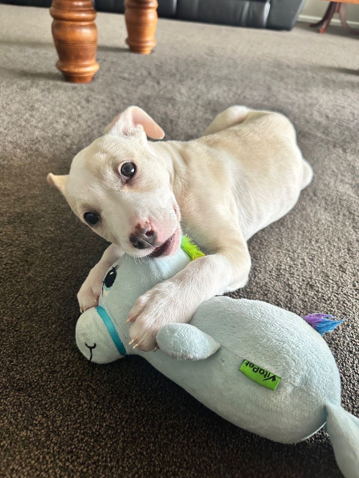 Gallery image: Phoebe