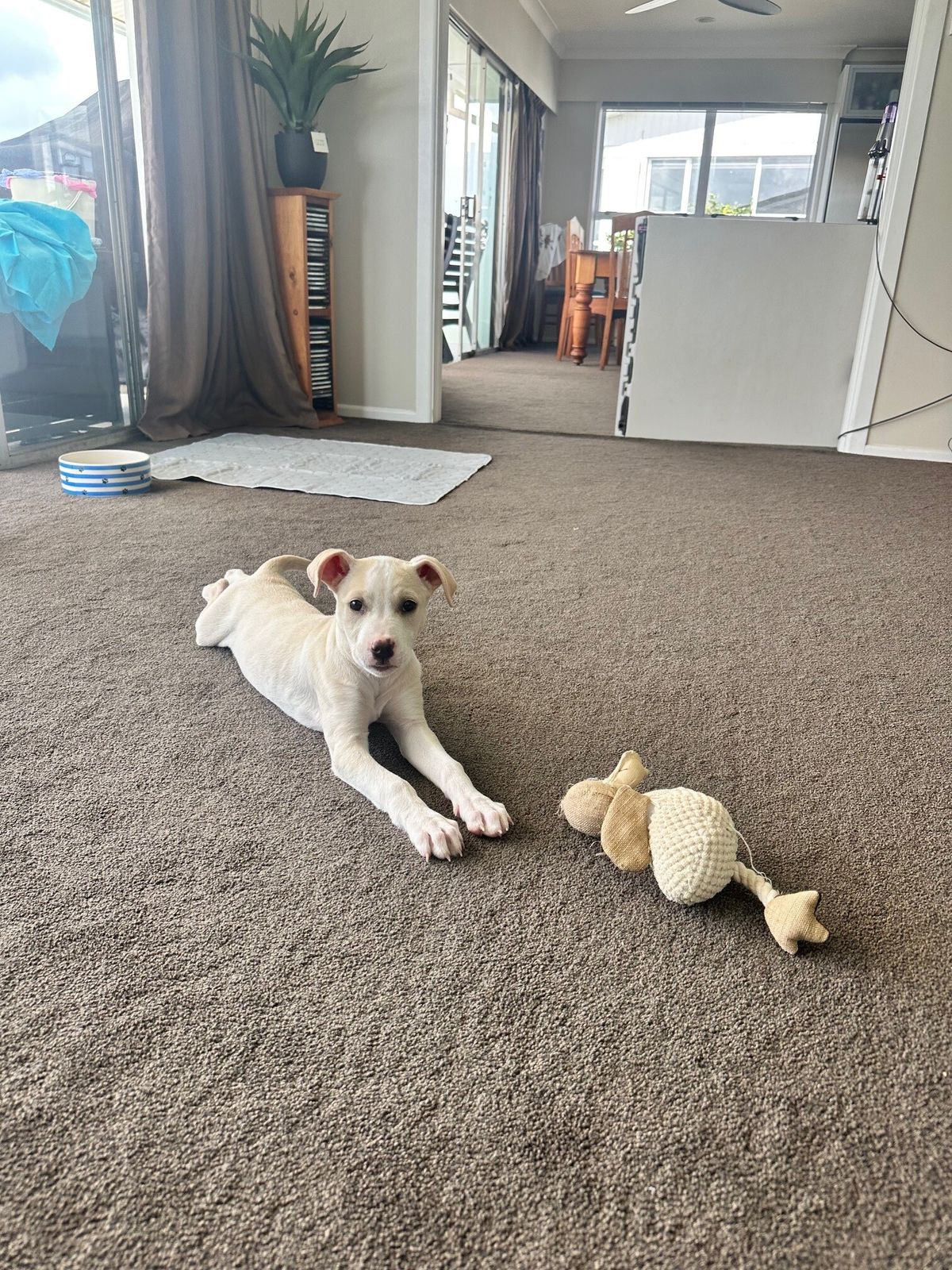 Gallery image: Phoebe