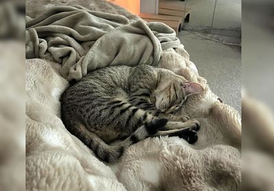 From Rescued to Rehomed: Empurress’s story