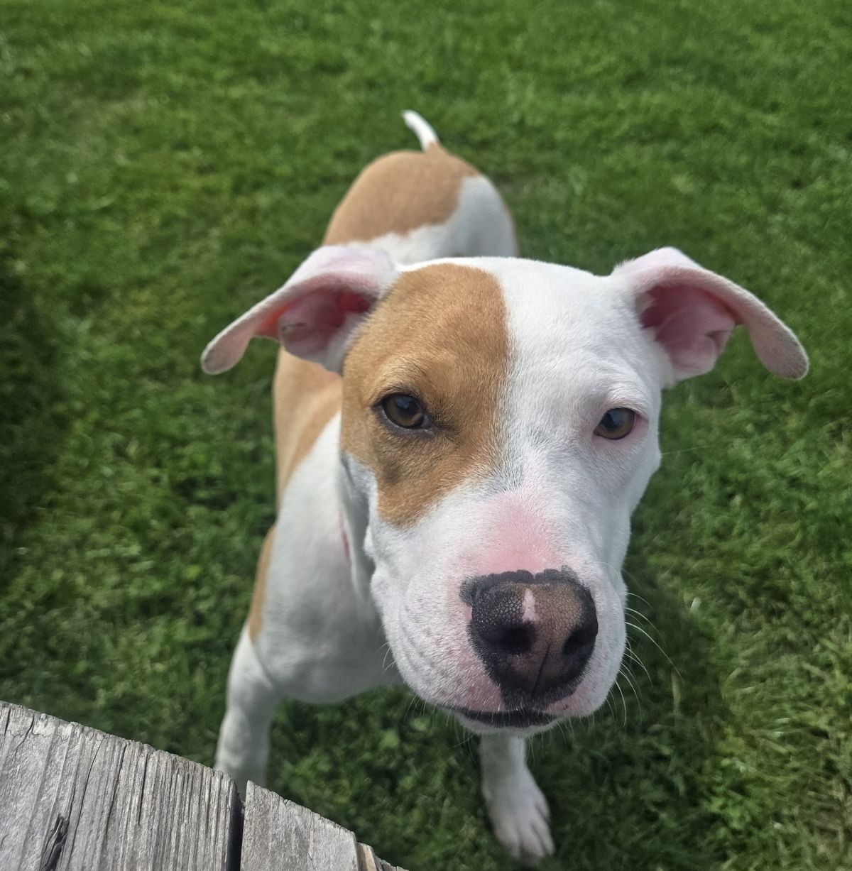 Gallery image: Yappa