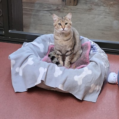 Cheese - Domestic Short Hair