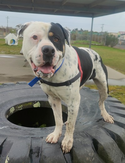 Kash - Large Cross Breed