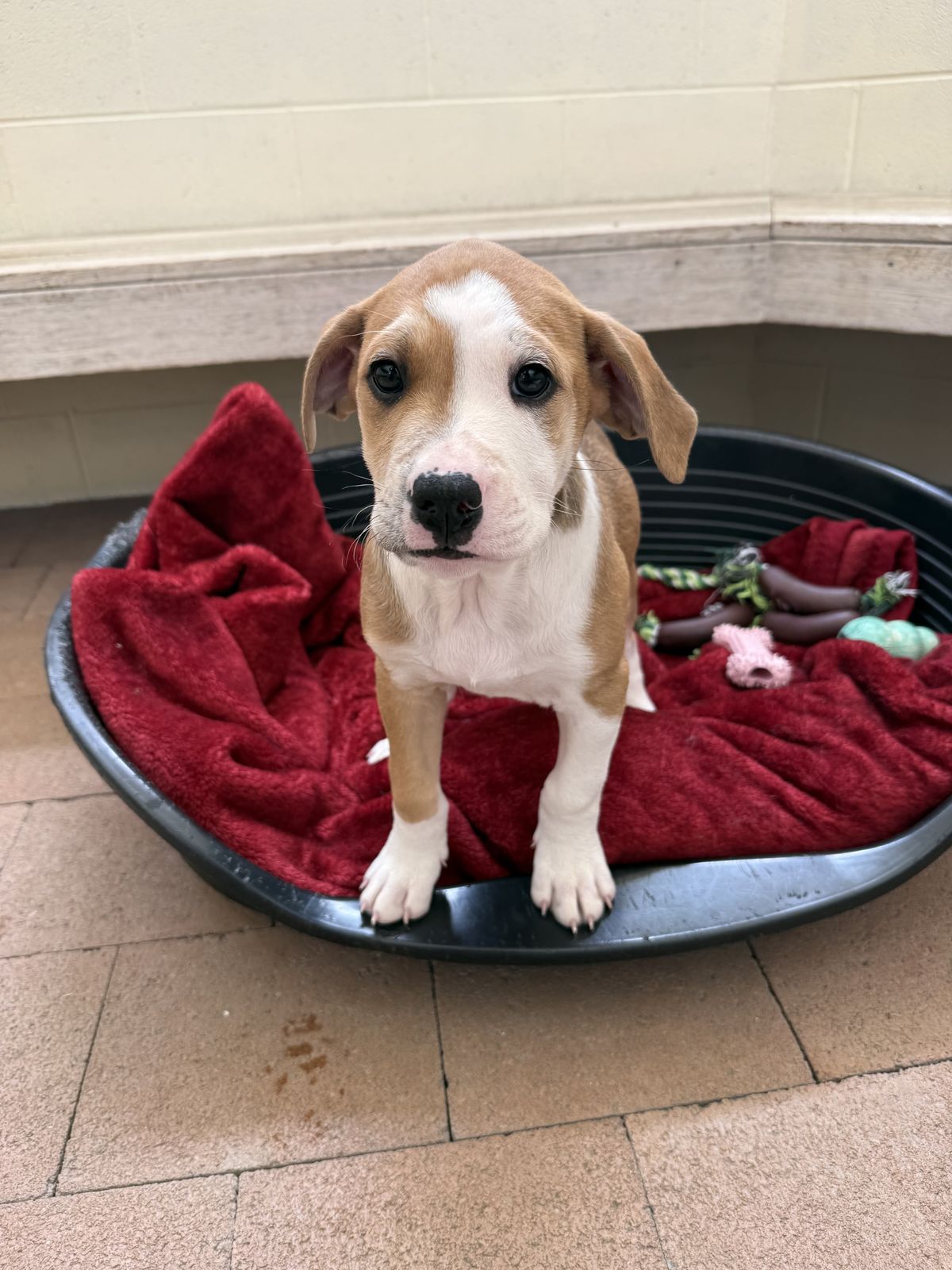 Gallery image: Peter