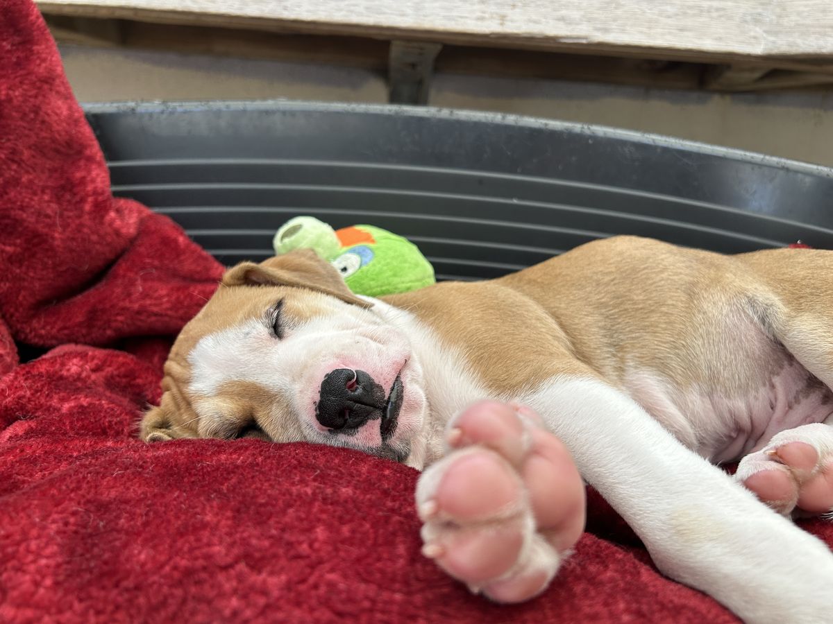 Gallery image: Peter