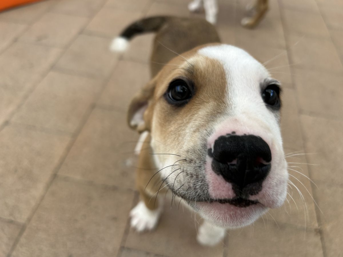 Gallery image: Peter