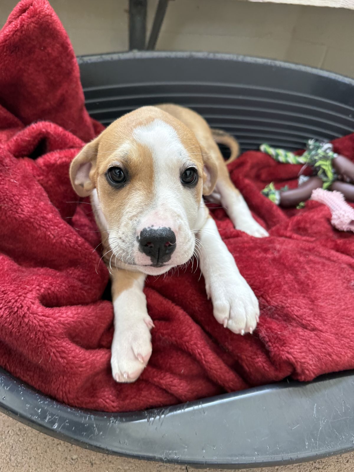 Gallery image: Peter