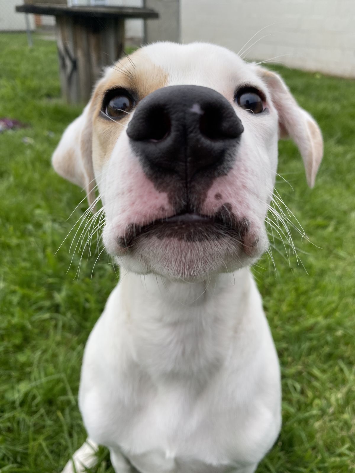 Gallery image: Manny