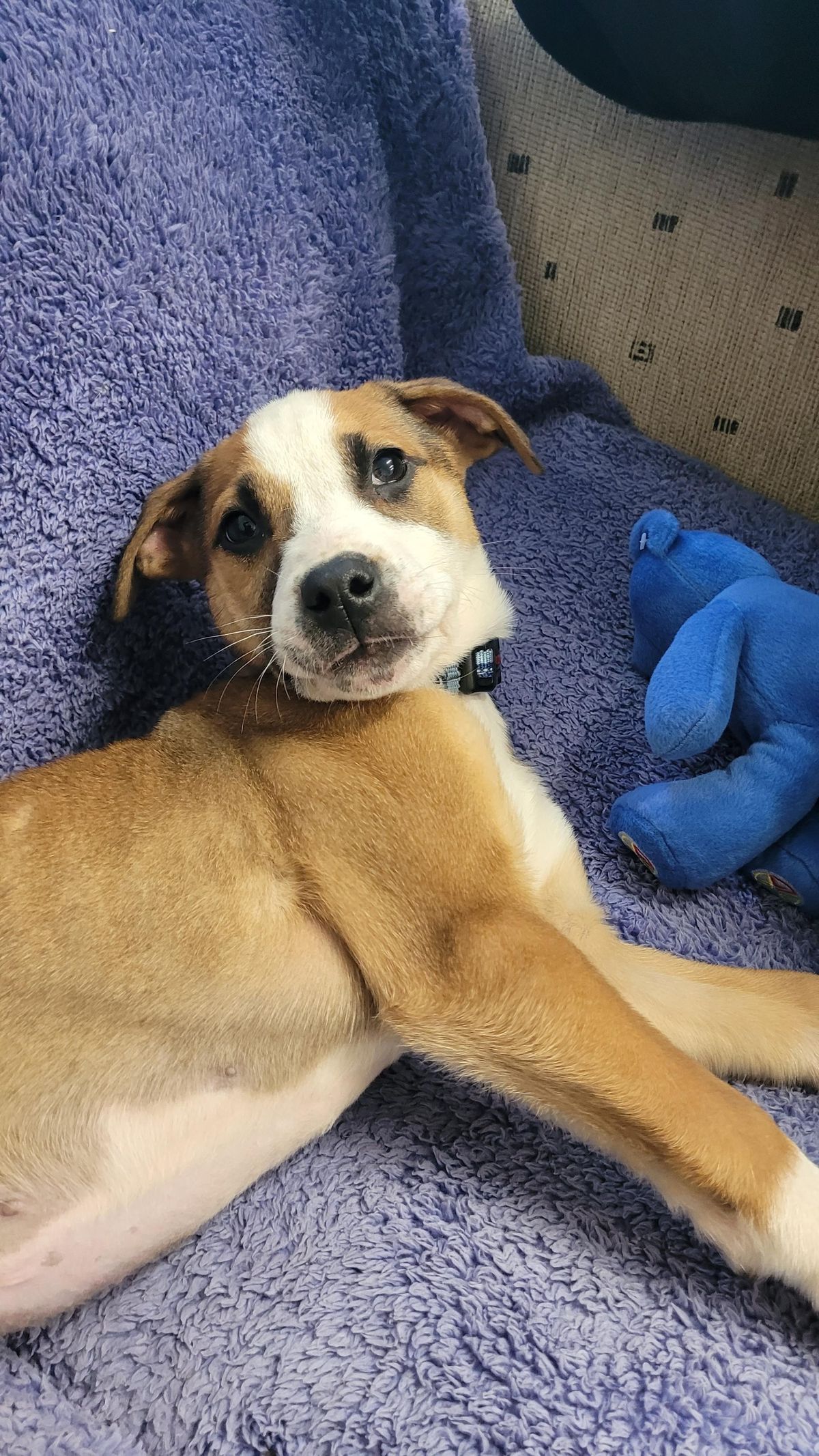 Gallery image: Blini