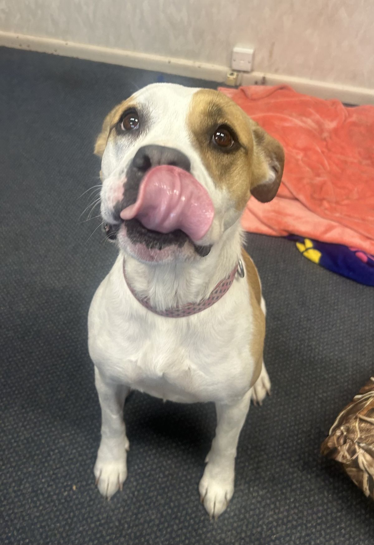 Gallery image: Layla