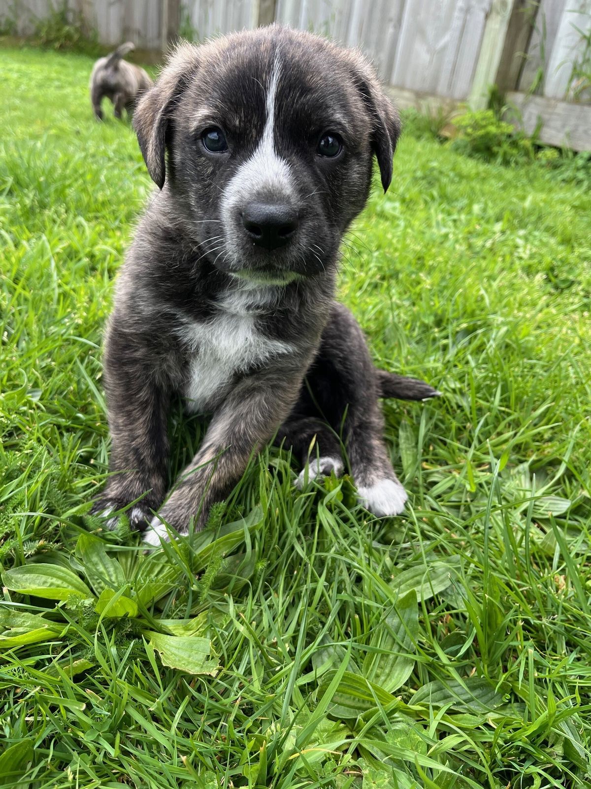 Gallery image: Moose