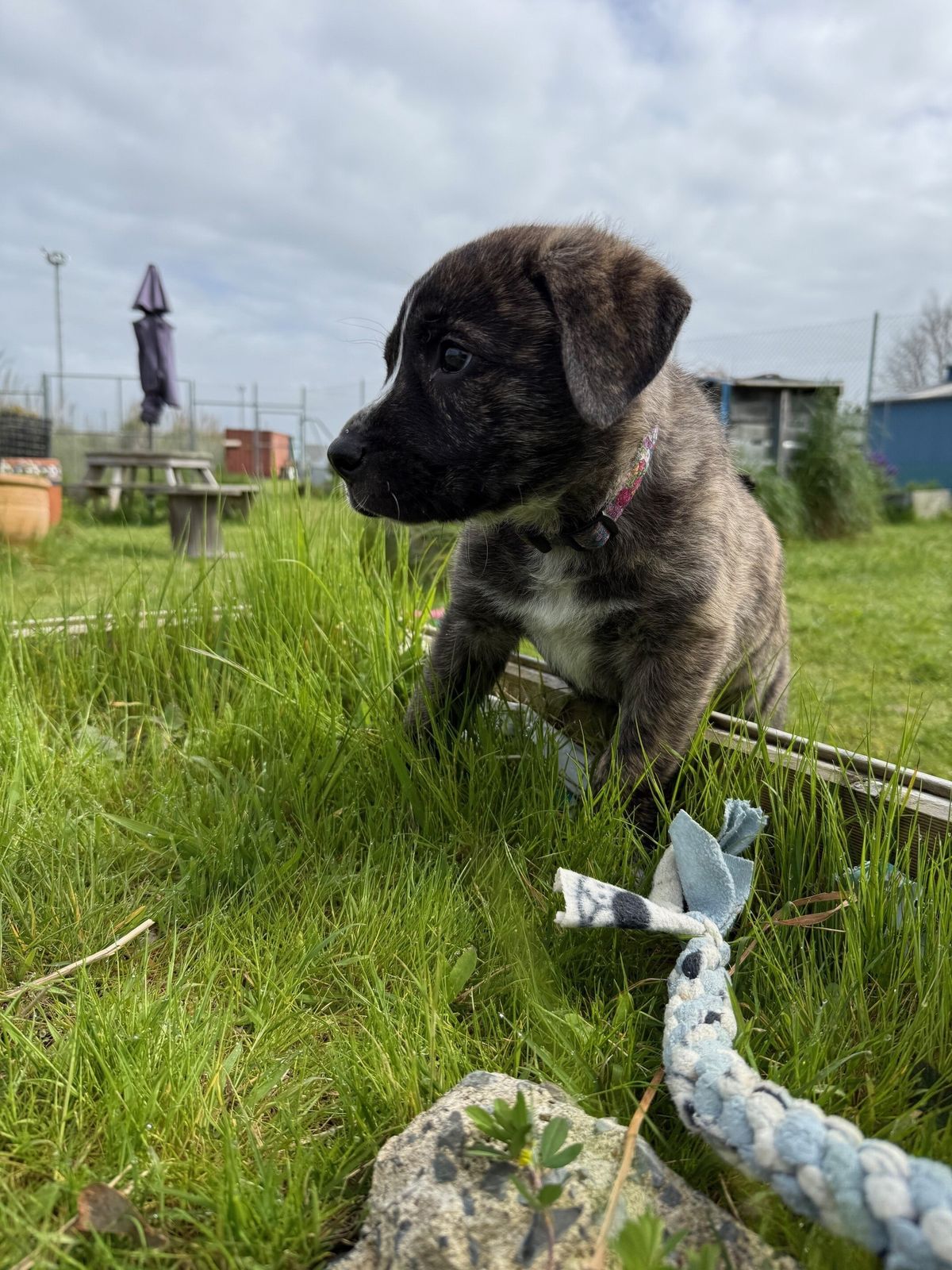 Gallery image: Moose