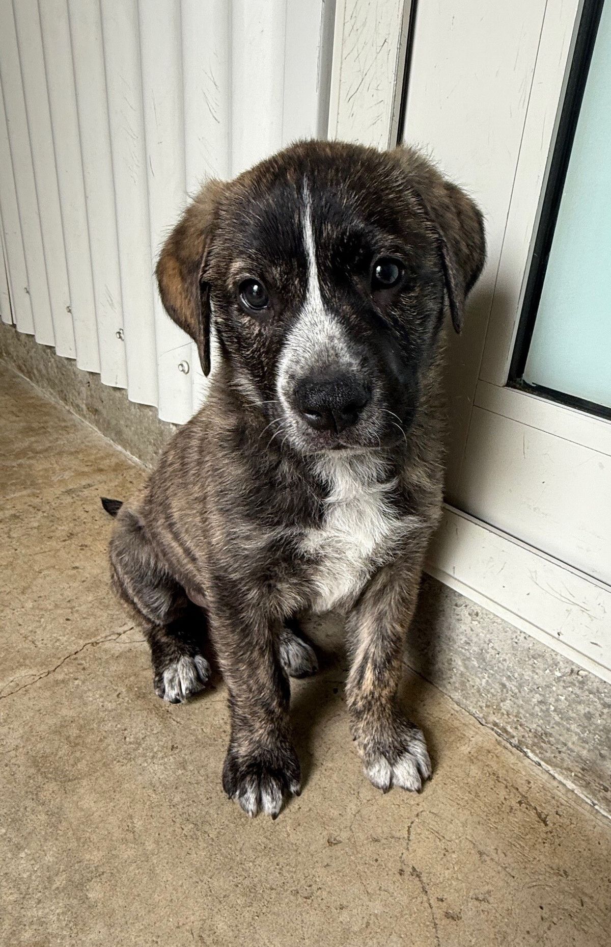 Gallery image: Moose