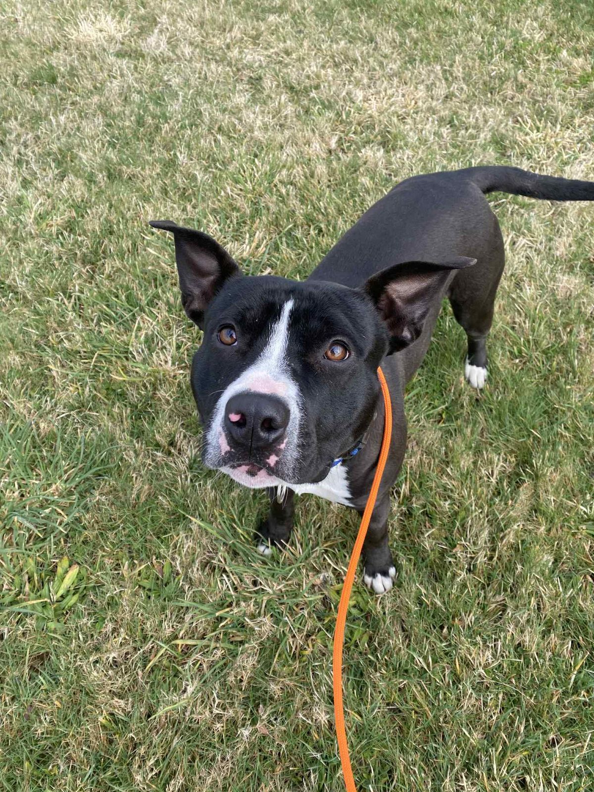 Gallery image: Seamus