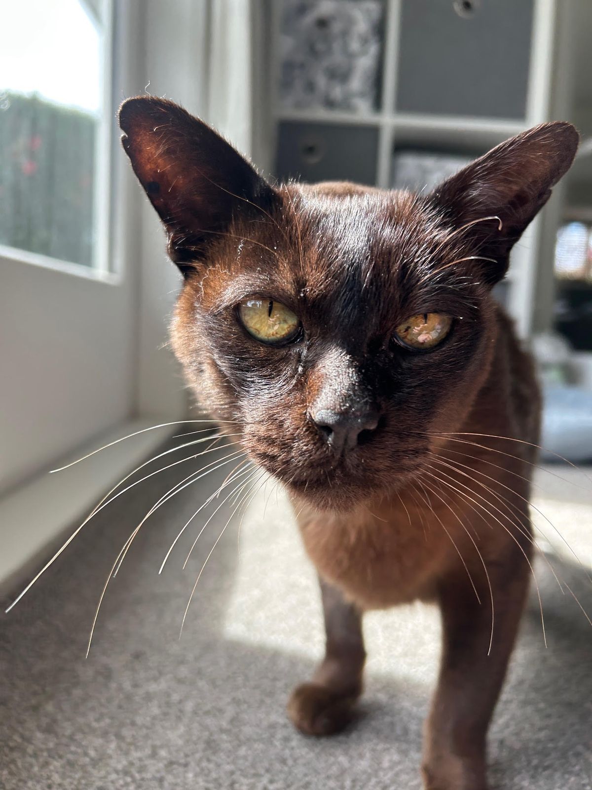 Gallery image: Ernie