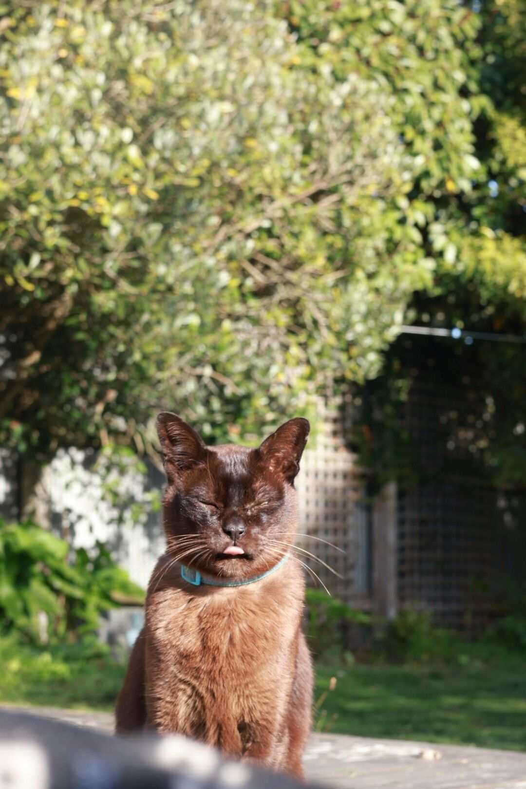 Gallery image: Ernie