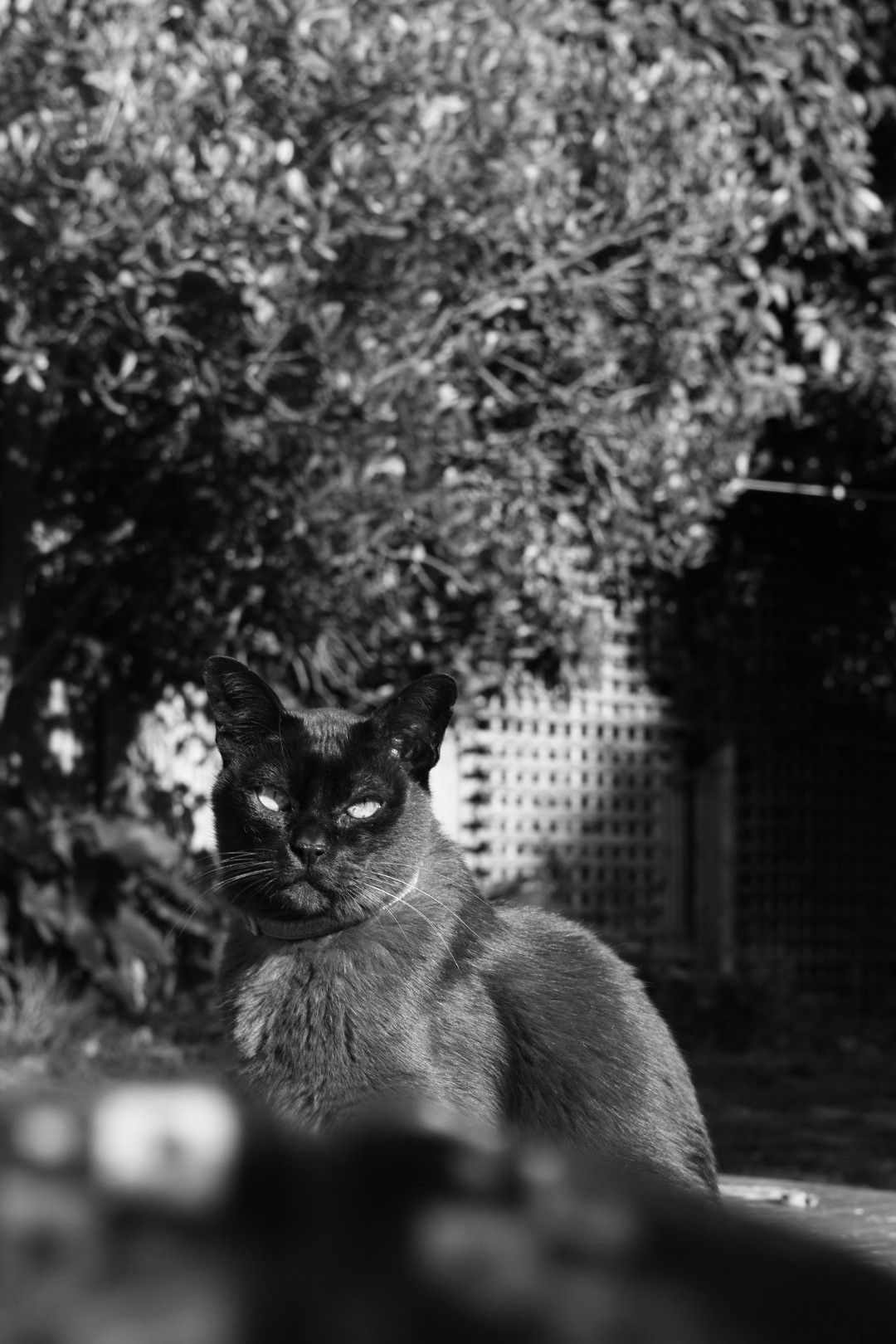 Gallery image: Ernie