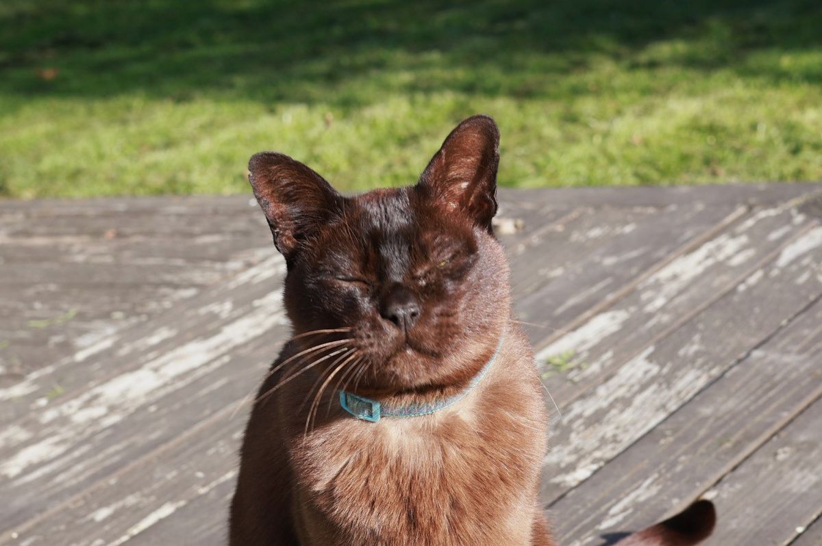 Gallery image: Ernie