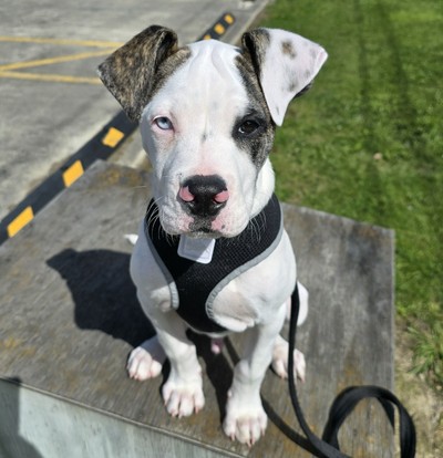 Dirk  - Medium Cross Breed