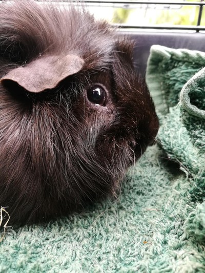 Theodore - Rough Coat