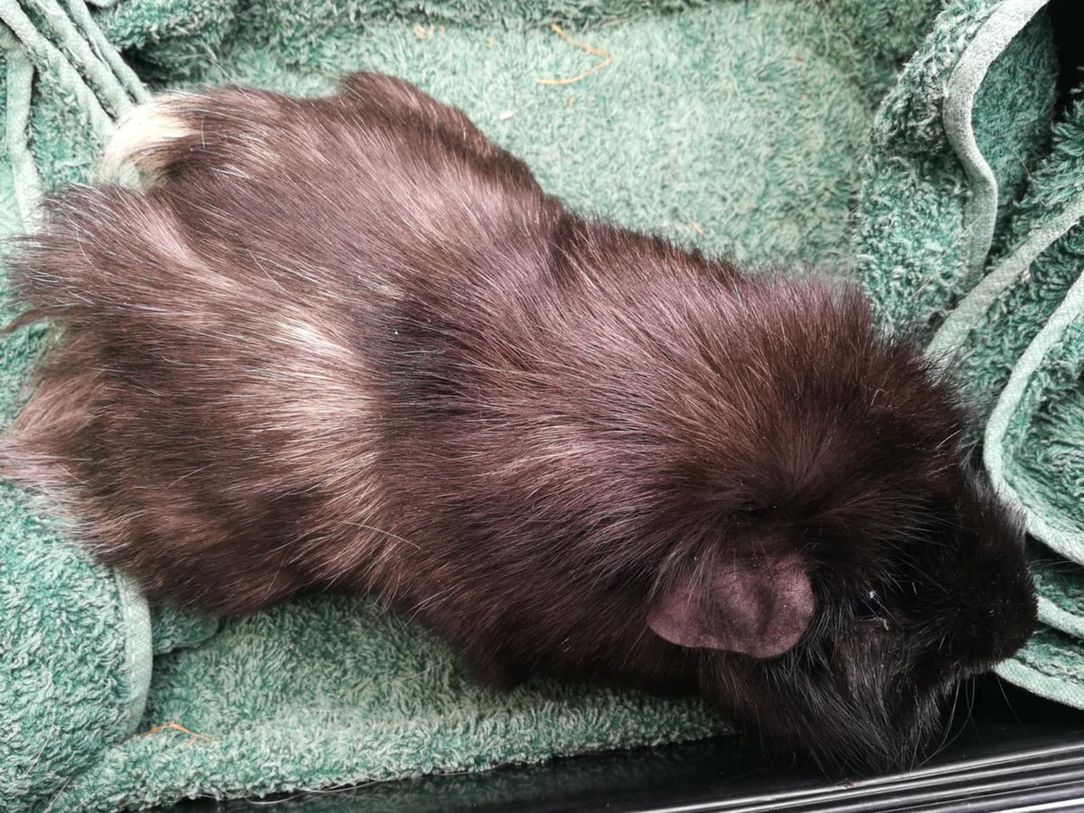 Gallery image: Theodore