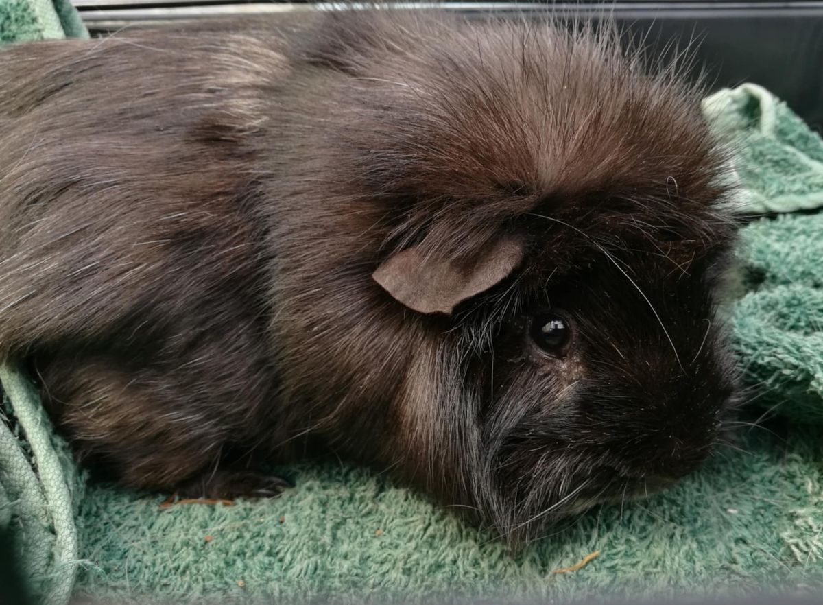 Gallery image: Theodore