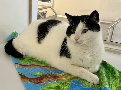 Jayjay - Domestic Short Hair