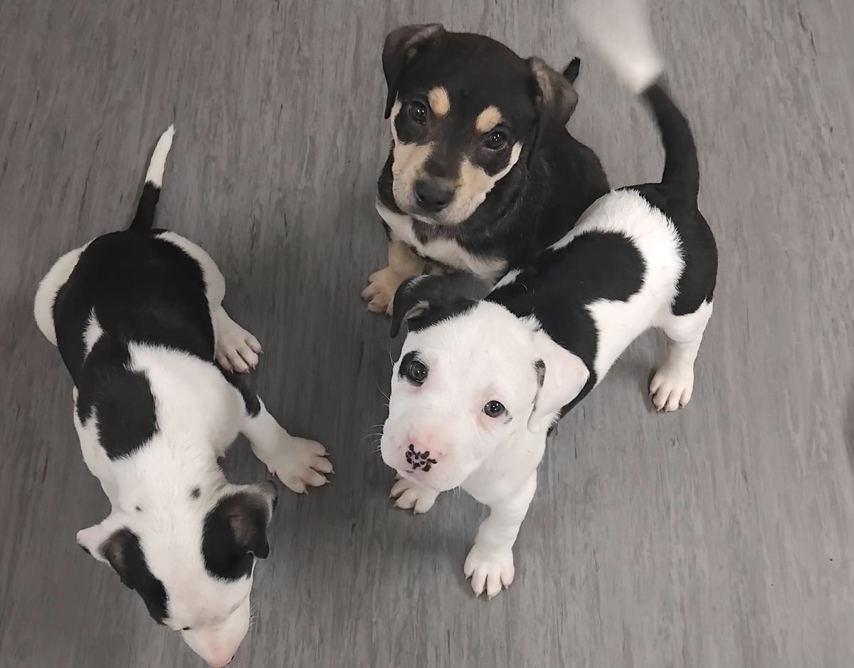 Gallery image: North