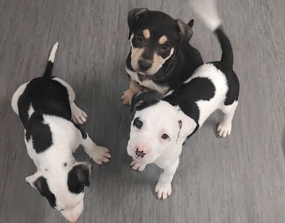 North - Medium Cross Breed