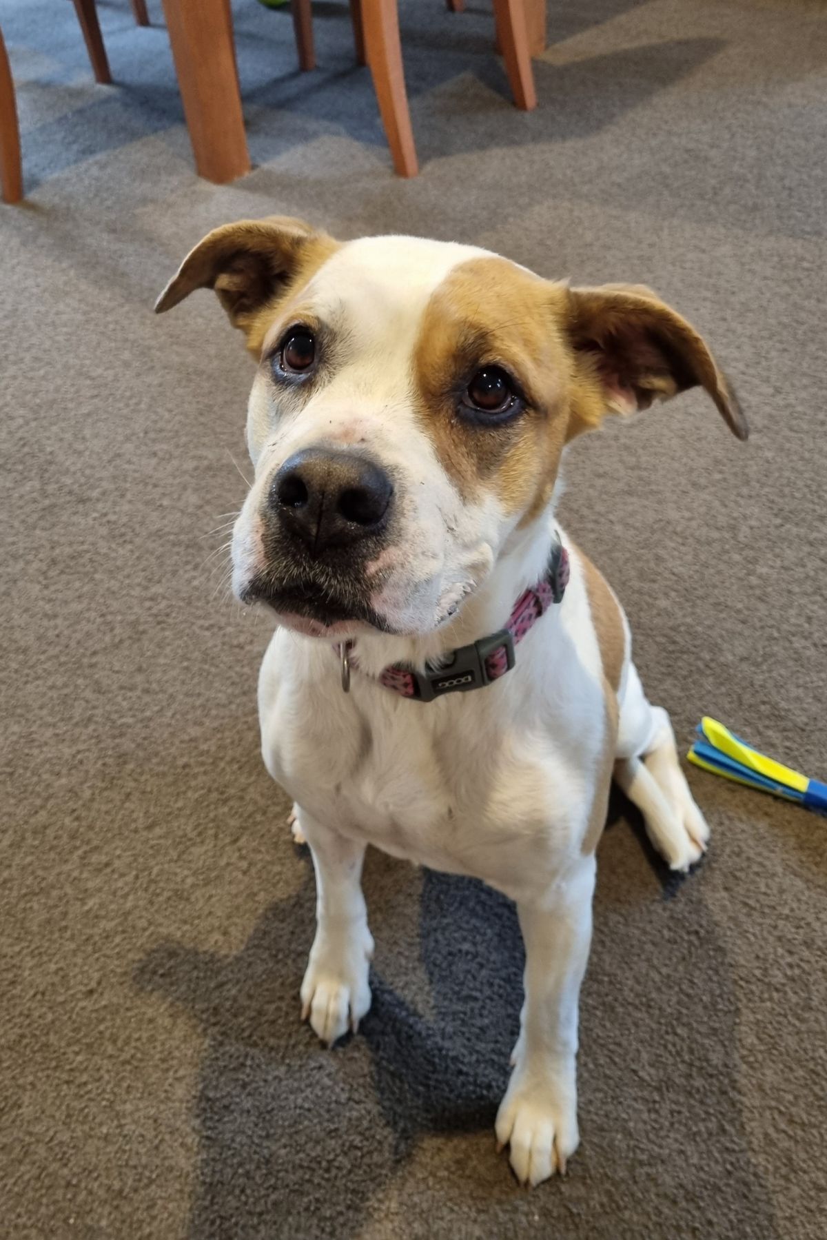 Gallery image: Layla