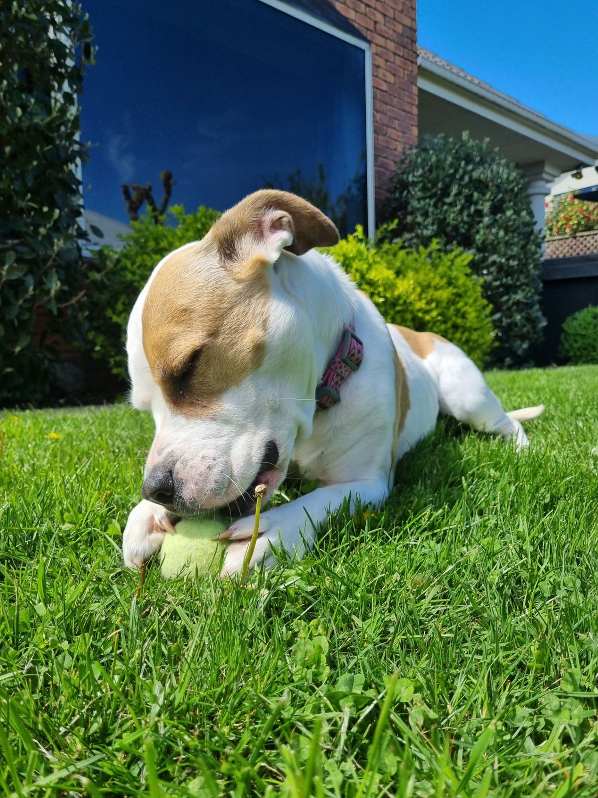 Gallery image: Layla