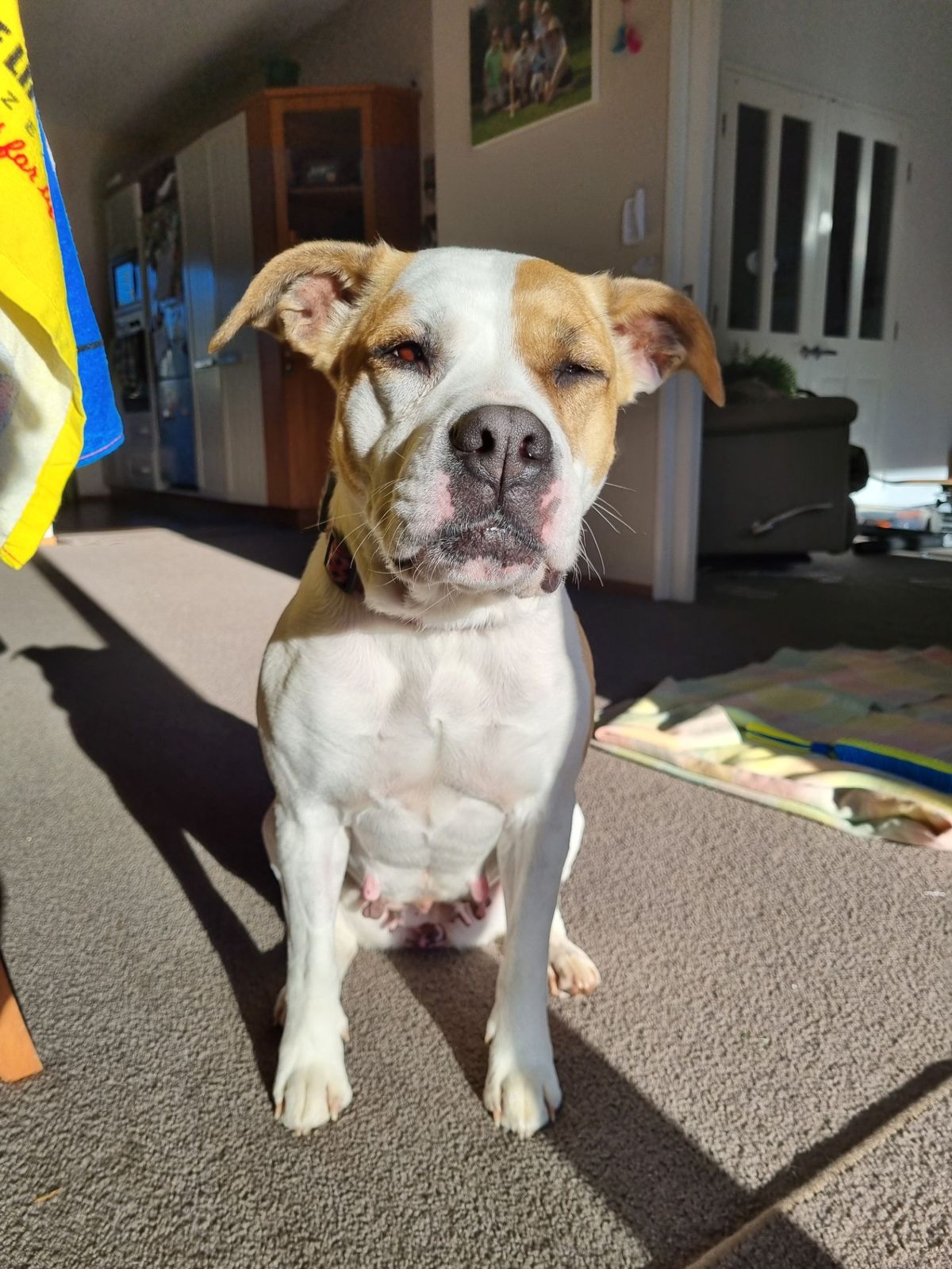 Gallery image: Layla