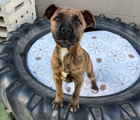 Gallery image: Hazel 