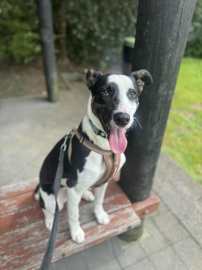 Chase - Collie Smooth