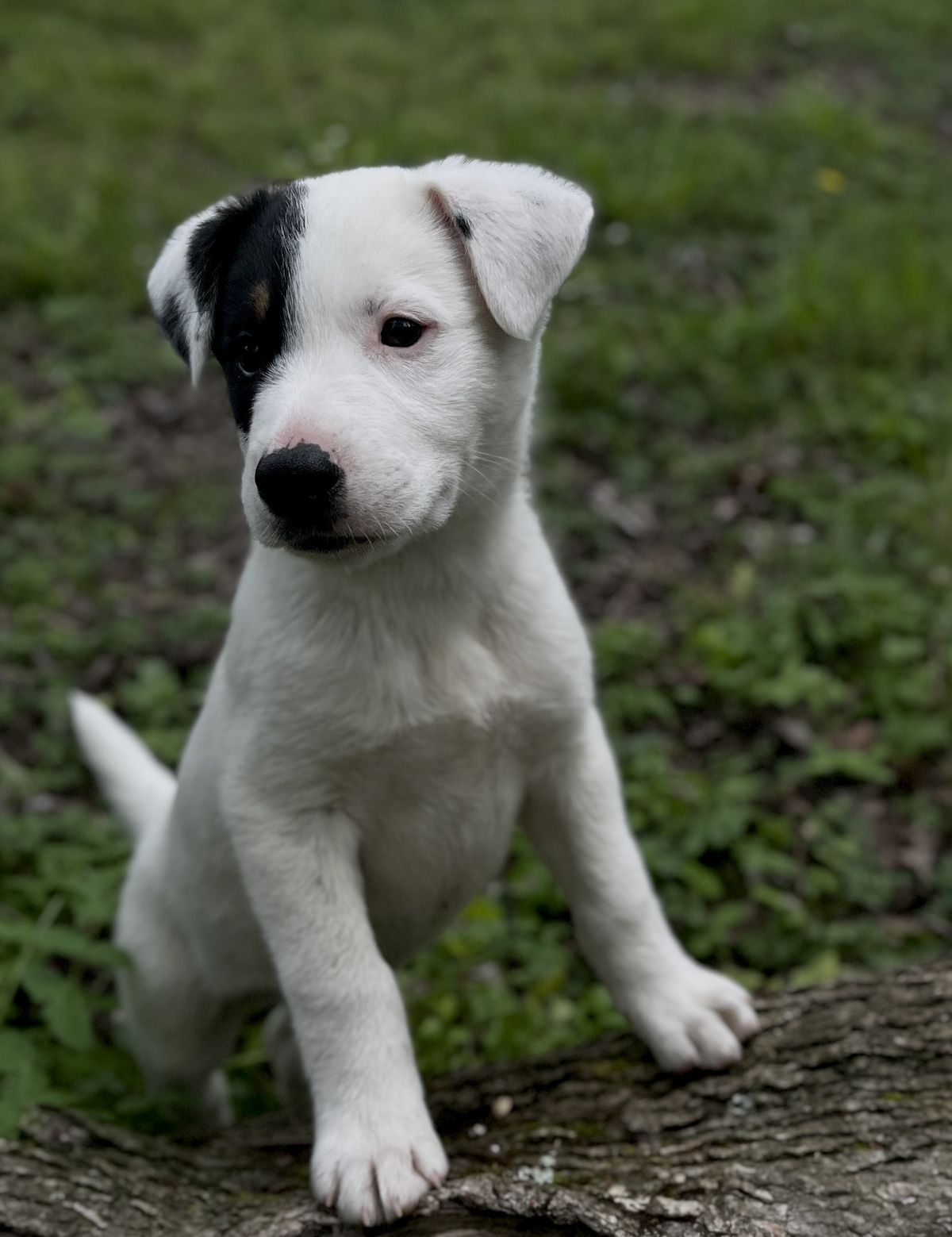 Gallery image: Russel